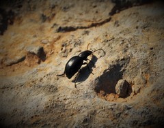 Euboeus tentyrioides