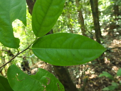 Diospyros paniculata