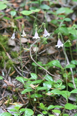Linnaea borealis longiflora