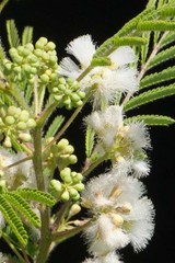 Acaciella angustissima texensis