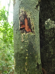 Diospyros paniculata