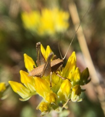 Thyreonotus corsicus