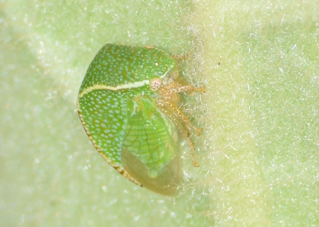 Tortistilus curvatus
