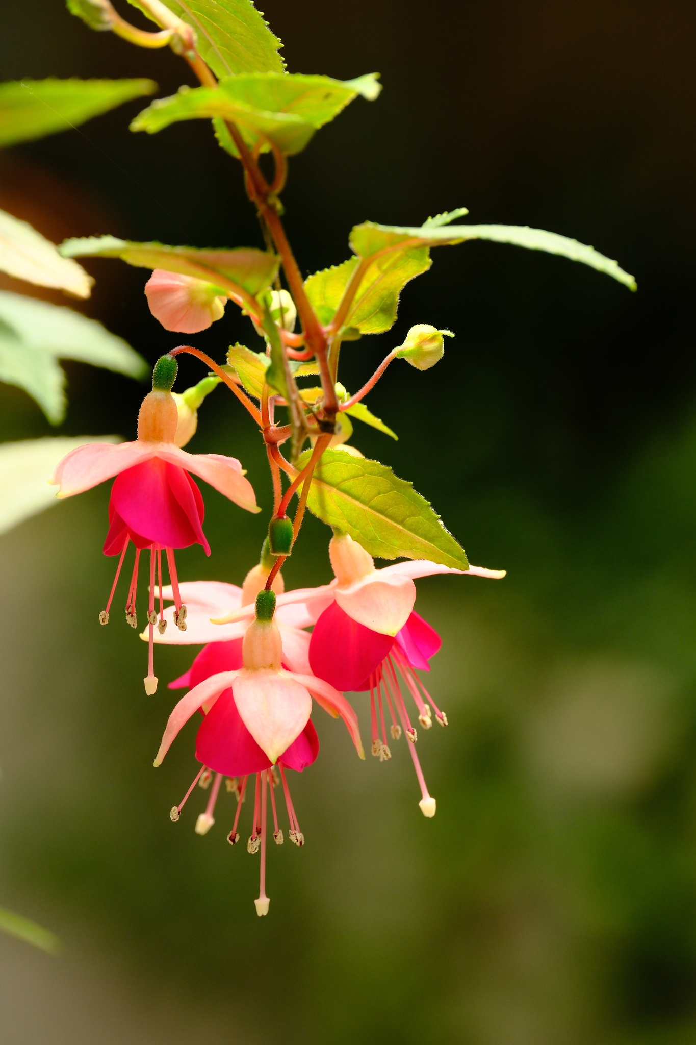Imagem de Brinco-de-princesa