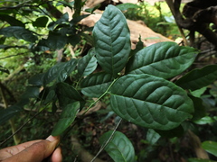 Diospyros sylvatica