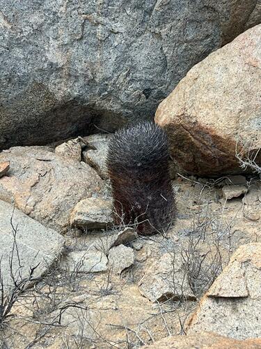 Eriosyce rodentiophila