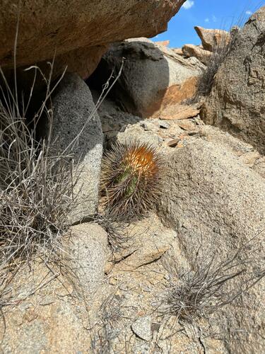Copiapoa marginata