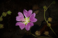 Malva unguiculata