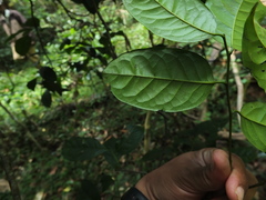 Diospyros sylvatica
