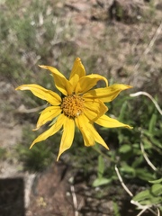 Helianthus cusickii