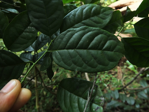 Image of Diospyros sylvatica by (c) Siddarth Machado, some rights reserved (CC BY)