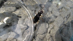 Patrobus longicornis