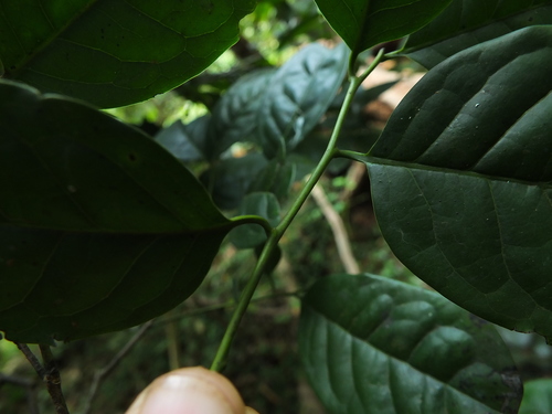 Image of Diospyros sylvatica by (c) Siddarth Machado, some rights reserved (CC BY)