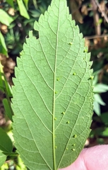 Celticecis spiniformis