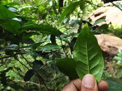Diospyros sylvatica