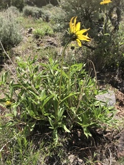 Helianthus cusickii