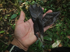 Diospyros sylvatica