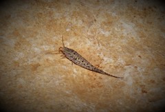 Machilinus rupestris