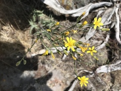 Crepis acuminata
