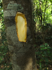 Diospyros sylvatica