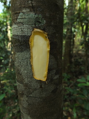 Diospyros sylvatica