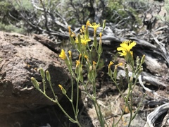 Crepis acuminata