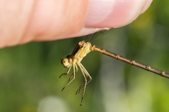 Lestes dryas