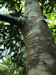 Diospyros sylvatica