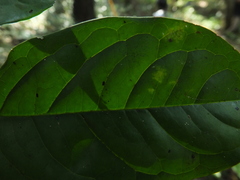 Diospyros sylvatica