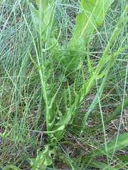 Microseris laciniata