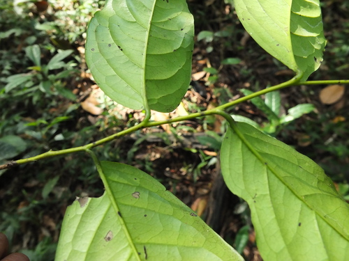 Image of Diospyros sylvatica by (c) Siddarth Machado, some rights reserved (CC BY)