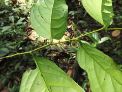 Diospyros sylvatica