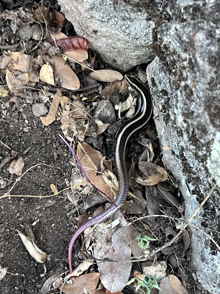 San Lucan Skink