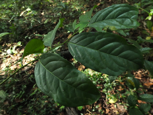 Image of Diospyros sylvatica by (c) Siddarth Machado, some rights reserved (CC BY)
