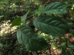 Diospyros sylvatica