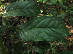 Diospyros sylvatica