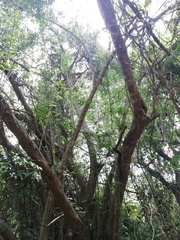 Bravaisia integerrima