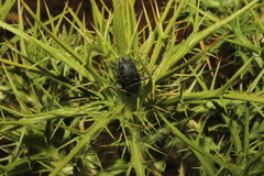 Larinus carthami