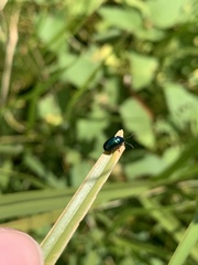 Gastrophysa cyanea