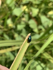 Gastrophysa cyanea
