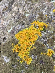Xanthoria aureola