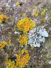 Xanthoria aureola