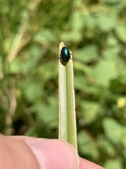 Gastrophysa cyanea
