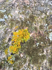 Xanthoria aureola