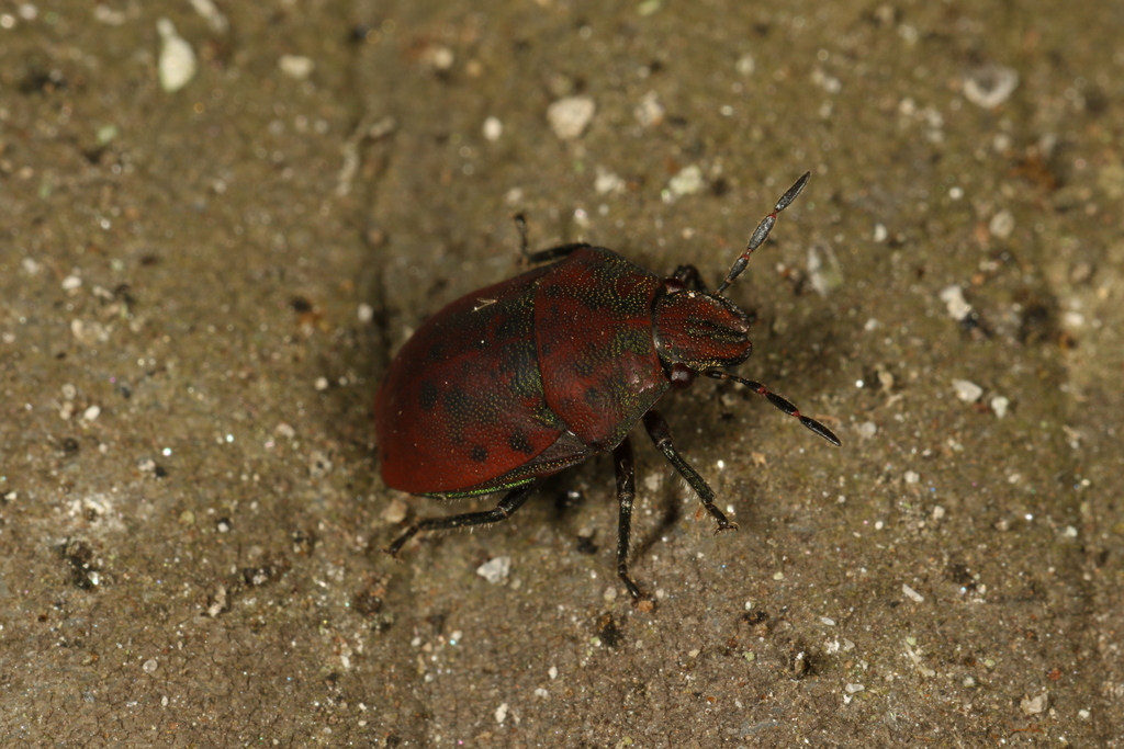 Coptochilus ferrugineus