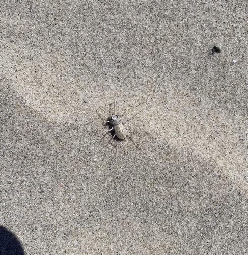 Ghost Tiger Beetle photo 5