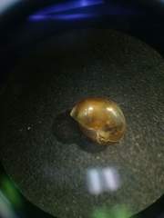 Euconulus fulvus