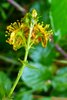 Hypericum × desetangsii desetangsii - Photo no rights reserved, uploaded by Patrick Le Mao
