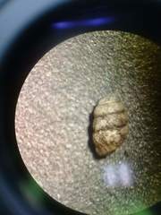 Vertigo arthuri
