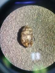 Vertigo arthuri